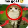 🫥 Эмодзи «Мяовл» для Telegram