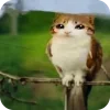 🫥 Эмодзи «Мяовл» для Telegram