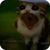 🫥 Эмодзи «Мяовл» для Telegram