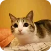 🫥 Эмодзи «Мяовл» для Telegram