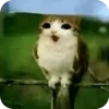 🫥 Эмодзи «Мяовл» для Telegram