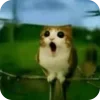 🫥 Эмодзи «Мяовл» для Telegram