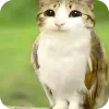 🫥 Эмодзи «Мяовл» для Telegram