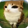 🫥 Эмодзи «Мяовл» для Telegram