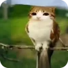 🦉 Эмодзи «Мяовл» для Telegram