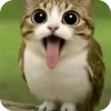 🫥 Эмодзи «Мяовл» для Telegram