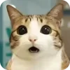 🫥 Эмодзи «Мяовл» для Telegram