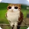 🫥 Эмодзи «Мяовл» для Telegram