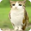 🫥 Эмодзи «Мяовл» для Telegram