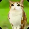 Эмодзи Мяовл для Telegram — скачать