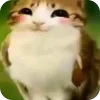🫥 Эмодзи «Мяовл» для Telegram