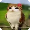 🫥 Эмодзи «Мяовл» для Telegram