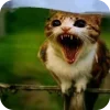 🫥 Эмодзи «Мяовл» для Telegram
