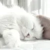 💤 Эмодзи «Кисульки» для Telegram