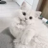 🤔 Эмодзи «Кисульки» для Telegram