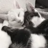 💤 Эмодзи «Кисульки» для Telegram