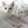 🤍 Эмодзи «Кисульки» для Telegram