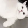 🤍 Эмодзи «Кисульки» для Telegram