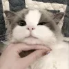 🥺 Эмодзи «Кисульки» для Telegram