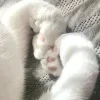 💘 Эмодзи «Кисульки» для Telegram