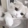 🥺 Эмодзи «Кисульки» для Telegram
