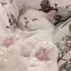 😴 Эмодзи «Кисульки» для Telegram