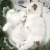 🤍 Эмодзи «Кисульки» для Telegram