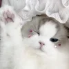 👋 Эмодзи «Кисульки» для Telegram