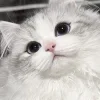🥺 Эмодзи «Кисульки» для Telegram
