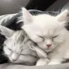 🤍 Эмодзи «Кисульки» для Telegram