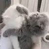 🤍 Эмодзи «Кисульки» для Telegram