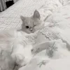 😘 Эмодзи «Кисульки» для Telegram