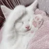 💤 Эмодзи «Кисульки» для Telegram