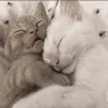 💤 Эмодзи «Кисульки» для Telegram