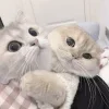 🐈‍⬛ Эмодзи «Кисульки» для Telegram