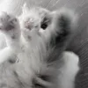 🤍 Эмодзи «Кисульки» для Telegram