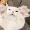 😝 Эмодзи «Кисульки» для Telegram