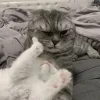 🤍 Эмодзи «Кисульки» для Telegram