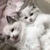 💗 Эмодзи «Кисульки» для Telegram