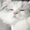 🥱 Эмодзи «Кисульки» для Telegram