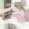 💗 Эмодзи «Кисульки» для Telegram