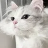😶 Эмодзи «Кисульки» для Telegram