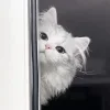 🤚 Эмодзи «Кисульки» для Telegram