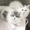 🤍 Эмодзи «Кисульки» для Telegram