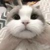 😑 Эмодзи «Кисульки» для Telegram