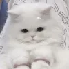 🥺 Эмодзи «Кисульки» для Telegram