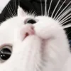 😶 Эмодзи «Кисульки» для Telegram