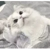 🥺 Эмодзи «Кисульки» для Telegram