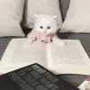 🐈‍⬛ Эмодзи «Кисульки» для Telegram