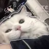 🐾 Эмодзи «Кисульки» для Telegram